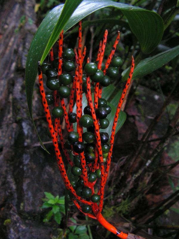 8359 Biotopo del Quetzal 